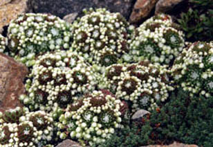 Sempervivum arachnoideum minor
